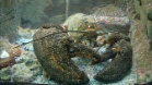 Shedd Aquarium (Chicago, USA)
