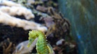 Shedd Aquarium (Chicago, USA)
