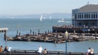 PIER 39 (San Francisco, USA)