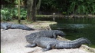 Busch Gardens Tampa Bay Theme Park (Florida, USA)