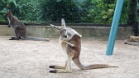 Busch Gardens Tampa Bay Theme Park (Florida, USA)