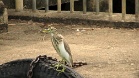 IMG 6367