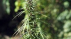 IMG 4279  marijuana