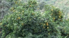 IMG 4869